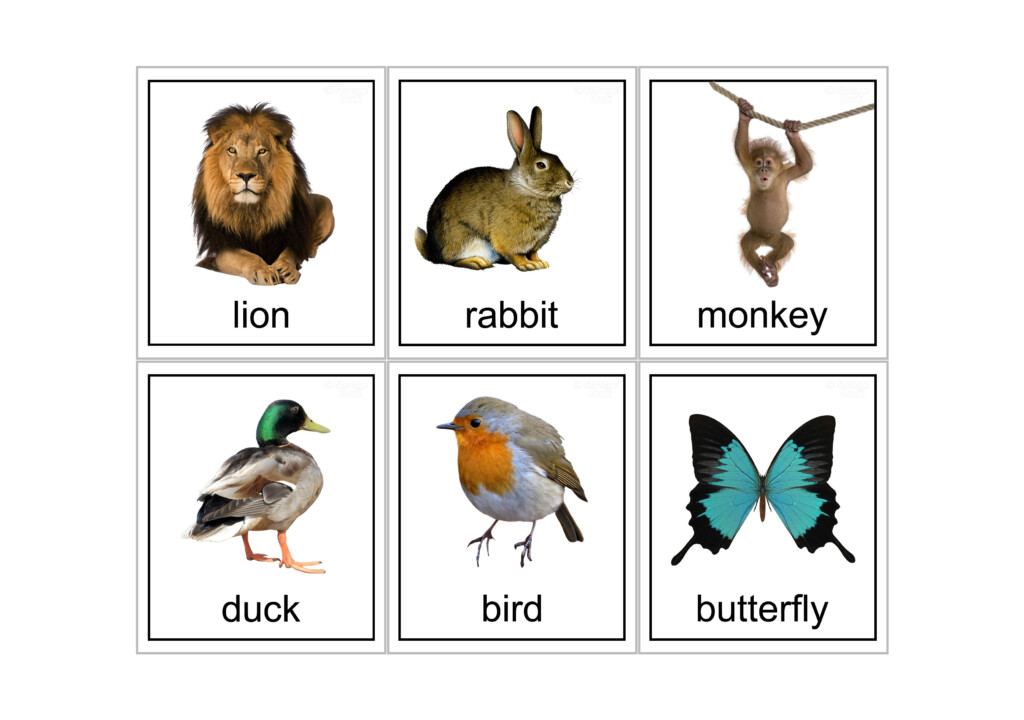 Free Printable Farm Animal Flash Cards Free Printable